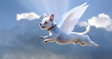 flyingdog